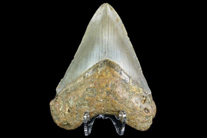 Fossil Megalodon Tooth - North Carolina #109523